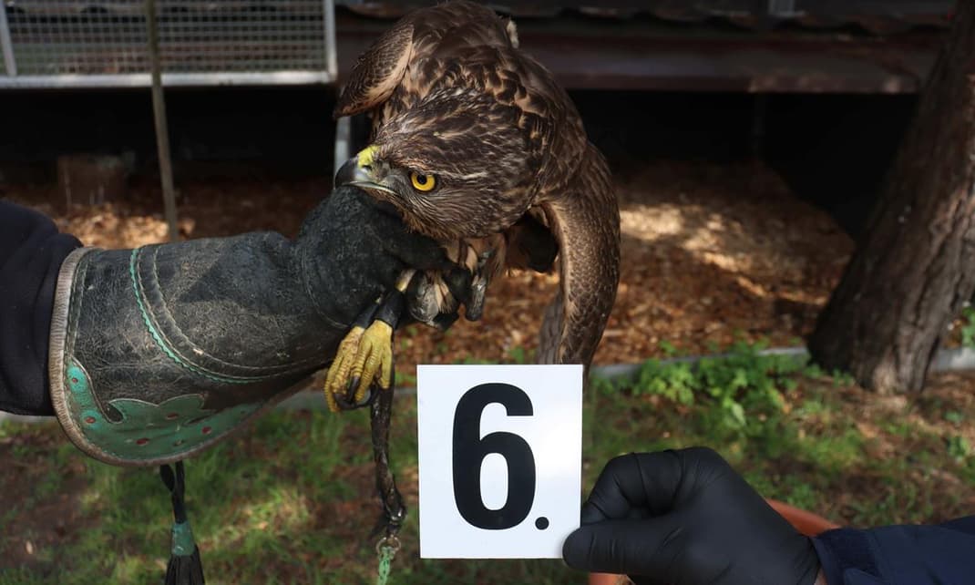 Zabavený jestřáb lesní. Foto: Celní správa