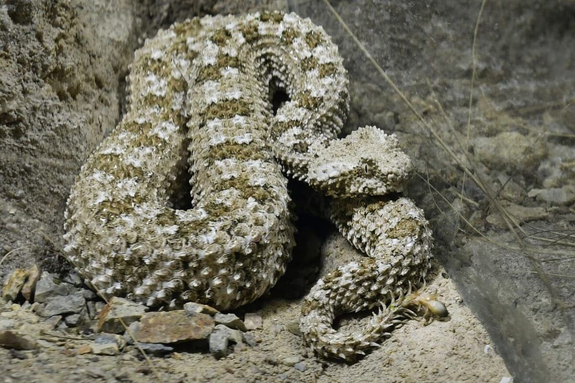 Jindřich Blahož do Vantary dodal mimo jiné čtyři zmije pavoučí. Jde o vzácný druh, který údajně nechová ani žádná zoologická zahrada kromě plzeňské. Zdroj: ČTK | Chaloupka Miroslav