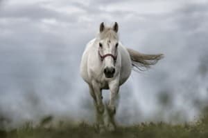 white-horse-1136093_960_720