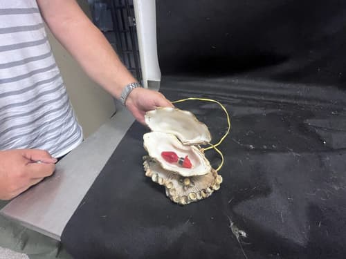 Svítidlo z mušle a korálů. 