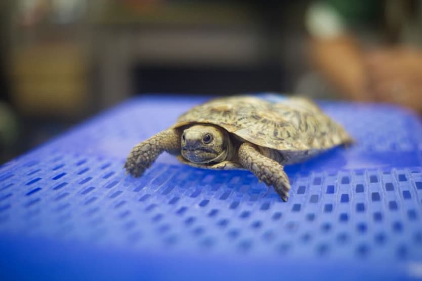 Jedna ze zachráněných želv. Jde o velmi vzácnou želvu skalní, známou také jako palačinková želva. Foto: INTERPOL