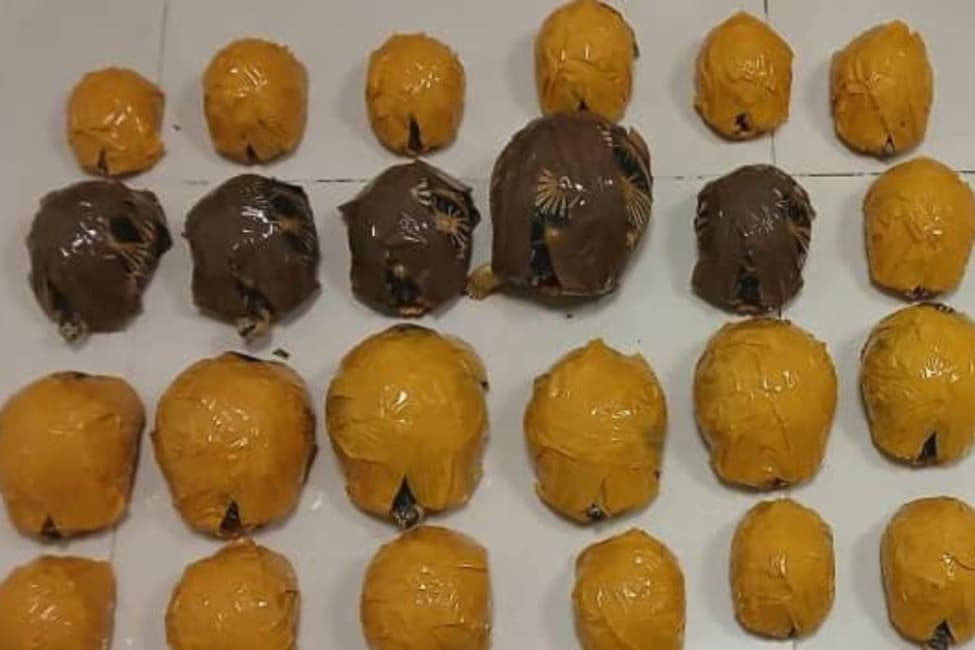 V rámci operace Thunder bylo zabaveno 5 877 živých želv, mezi nimiž byly i želvy zabavené v Tanzánii na fotografii. Foto: Interpol