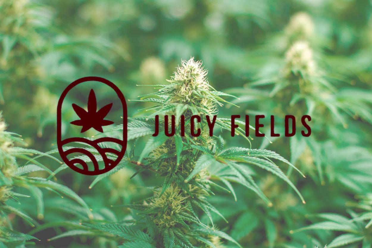 Juicy Fields: Investoři do léčebného konopí přišli o miliardy korun