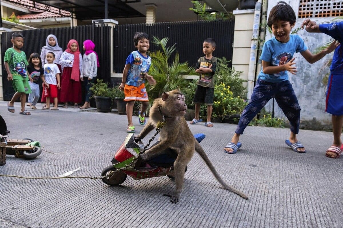 Krmili jste na dovolené delfína nebo se vyfotili s opičkou? Zvíře za to může platit zdravím nebo životem, varuje zooložka