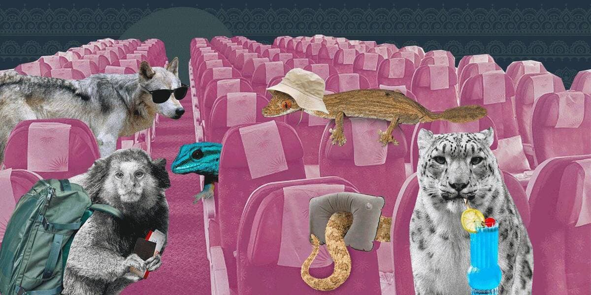 Čech si účtuje miliony za zvířata putující do záchranné stanice. Ta ale zachraňovat nepotřebují