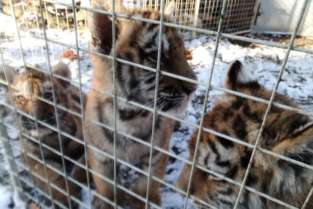 Zátah na obchodníky s divočinou za rok 2024: Další podezřelý chov tygrů v Česku