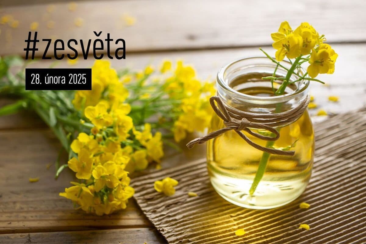 #zesvěta: Běloruské firmy prodávají do EU olej vyrobený z ukradené ukrajinské řepky