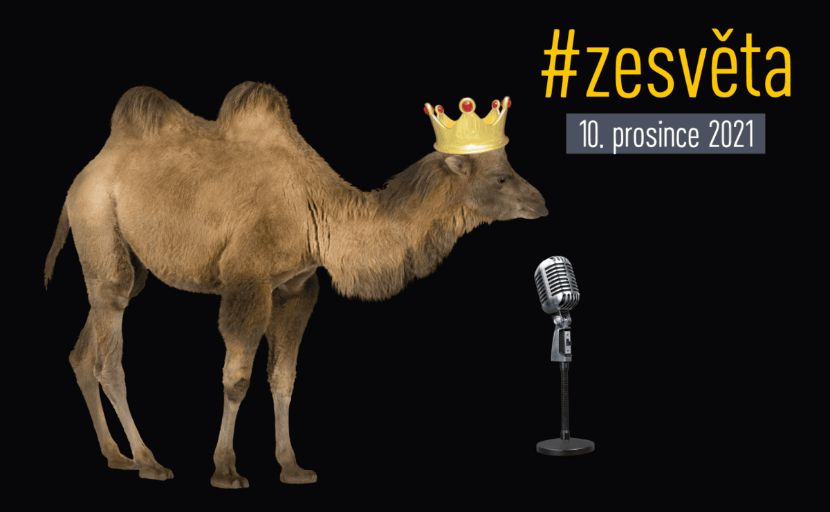 #zesvěta: Boj za přirozenou krásu velbloudů