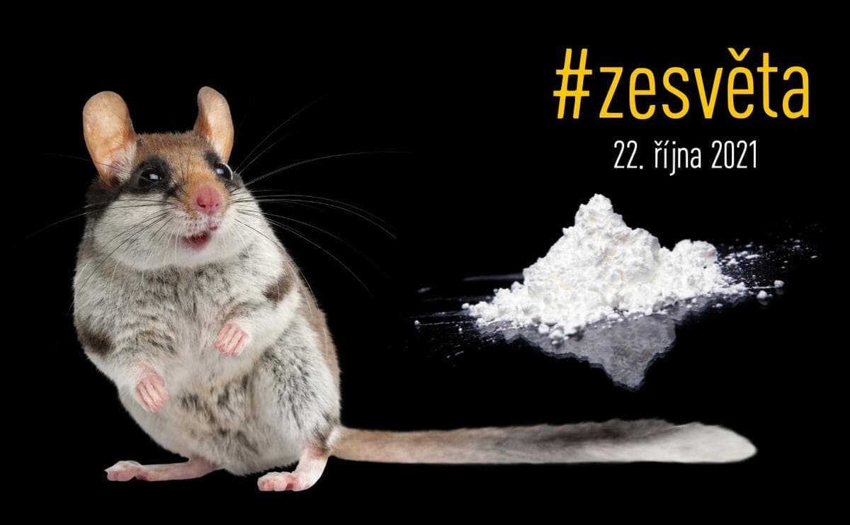 #zesvěta: Zátahy na kokain, myši a marihuanu